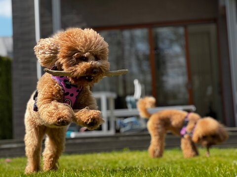 puppy in the garden