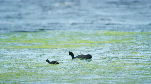 Eurasian coot (Fulica atra) and young chicks, also known as the common coot, or Australian coot. 