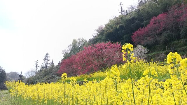 Bright Yellow Rapeseed Blossoms in a Colorful Spring Landscape with Copy Space
