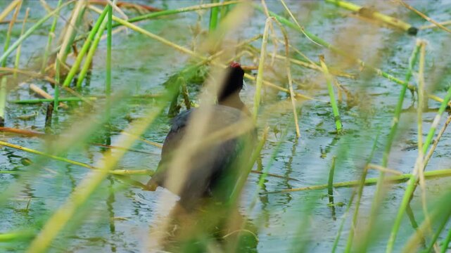 The Eurasian coot (Fulica atra), also known as the common coot, or Australian coot, is a member of the rail and crake bird family, the Rallidae. 
