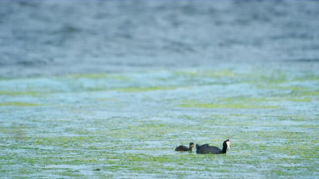 Eurasian coot (Fulica atra) seen in springtime at Lake Caldaro, a natural bathing lake. 