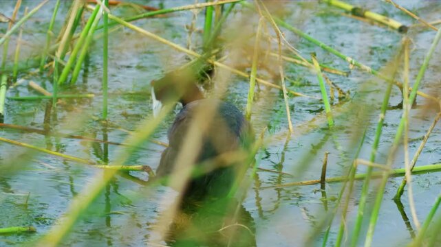 Eurasian coot (Fulica atra) seen in springtime at Lake Caldaro, a natural bathing lake. 
