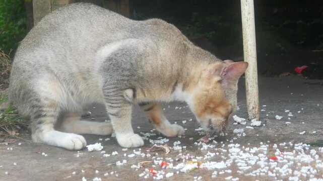 A gray cat is eating leftover rice and side dishes on the concrete floor outside.
