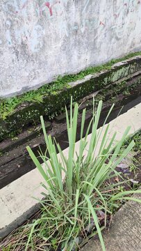 Close up view of Cymbopogon citratus plant