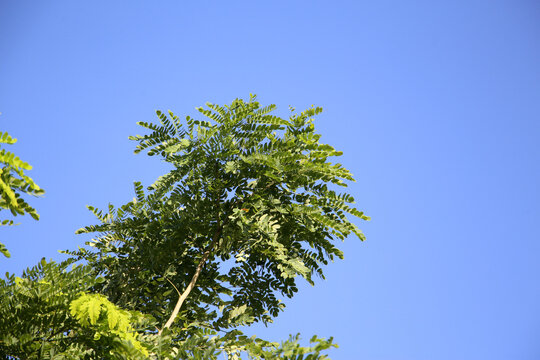 Green rain tree leaves against a clear blue sky