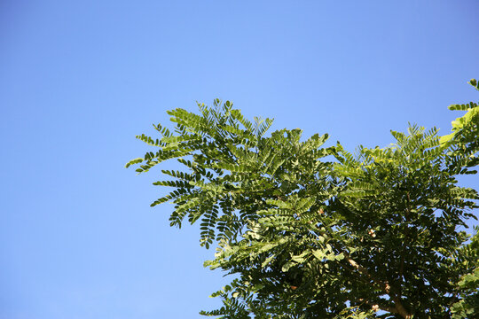 Green rain tree leaves against a clear blue sky