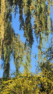Nootka cypress branches swaying against blue sky. Thuja occidentalis golden foliage in foreground. Evergreen coniferous trees in sunny garden. Authentic nature and gardening.