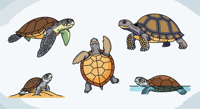 A set of funny turtles including tortoises and baby reptiles with shells walking slowly and isolated on a white background