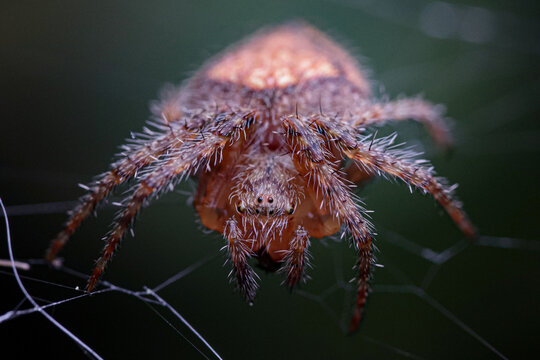 spider on a web