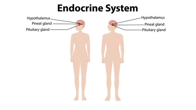 Human endocrine system animation showing glands on male and female anatomy models.
