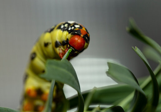 Hyles euphorbiae, the spurge hawk-moth, is a European moth of the family Sphingidae. The caterpillar eats the leaves of the Euphorbia virgata.