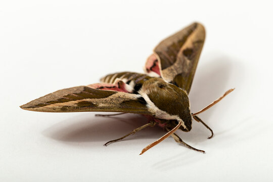 Hyles euphorbiae, the spurge hawk-moth, is a European moth of the family Sphingidae. Male.