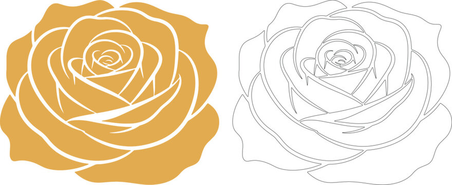 Golden yellow rose flower and outline