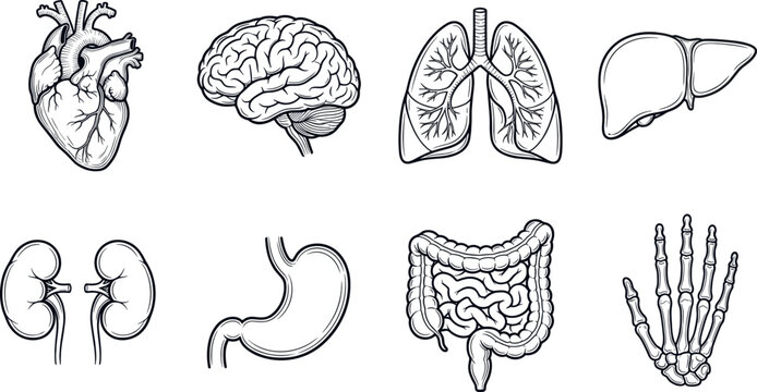 A set of eight human internal organ vector icons. Various graphic styles like hand drawn engraving, sketch, and detailed line art. Ideal for medical, health, biology, pharmaceutical, and educational d
