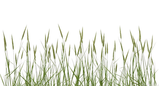 Tall green grass stalks isolated on white background with cut out