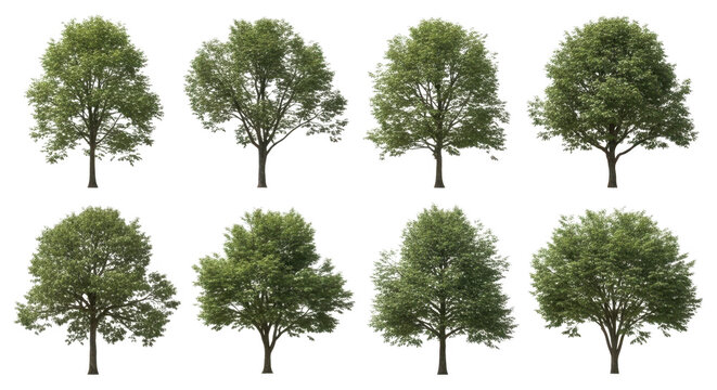 Collection of eight diverse deciduous trees on with cut out with tree line