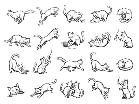 A collection of playful cat illustrations in various poses, showcasing their agility and curiosity in a clean, white background.