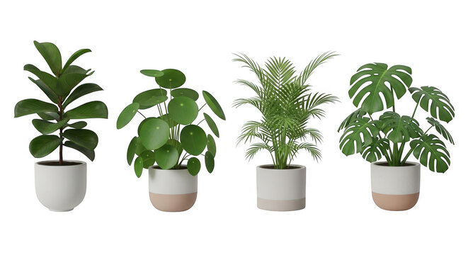 Four potted houseplants isolated on white background with potted plants