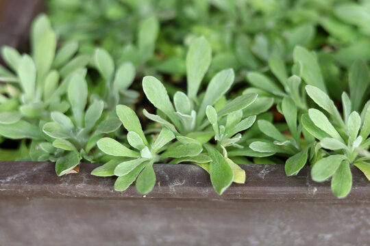 Young Gnaphalium affine plants growing densely in a brown ceramic pot.