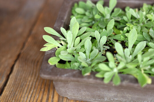 Young Gnaphalium affine plants growing densely in a brown ceramic pot.