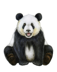 Realistic Giant Panda Bear Portrait Sitting Detailed Drawing Wildlife Animal Illustration © rijalul_rokhima