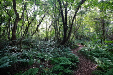 Obraz premium old wild forest and fine path