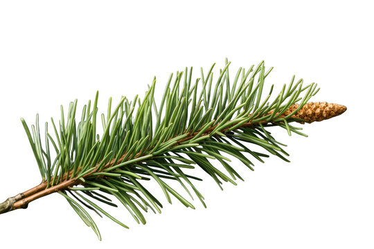 Pine branch with green needles and a small undeveloped pine cone, representing natural elements and seasonal themes. Transparent background