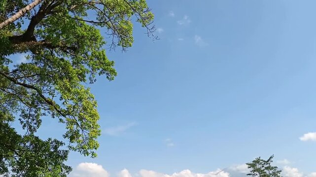 A serene low angle shot of lush green tree leaves swaying gently against a bright blue sky. Peaceful nature background with thin white clouds and mountain silhouette at the bottom corner