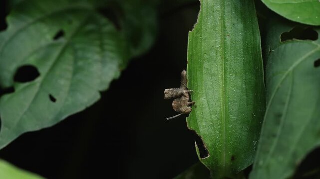 Macro treehopper feeding on large green leaf, close-up insect eating fresh foliage, detailed tiny planthopper on plant surface, wildlife macro nature scene, soft natural light, extreme detail