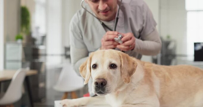 Veterinarian doctor examines labrador retriever with stethoscope. At the clinic, a vet conducts a calm examination and provides care for the pet dog. Represents veterinary care and pet health.