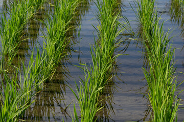 Obraz premium Rice seedlings planted in the paddy field