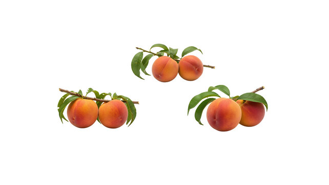 Fresh ripe peaches on branch, perfect for fruit and summer concepts.