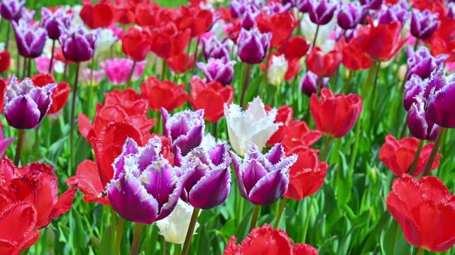 東京の公園に咲く色とりどりのチューリップ