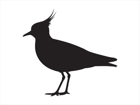 Lapwing bird silhouette vector flat design, Black crowned lapwing in silhouette isolated on white background 