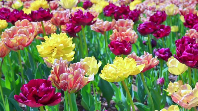 東京の公園に咲く色とりどりのチューリップ