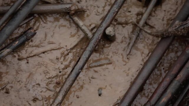 Mudskipper moving across a muddy tidal pool, crawling through wet sediment and shallow water among fallen branches and driftwood, active in mangrove shoreline habitat under natural daylight coastal