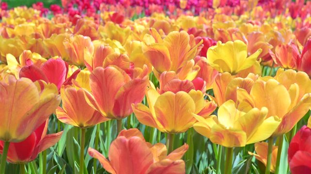 東京の公園に咲く色とりどりのチューリップ
