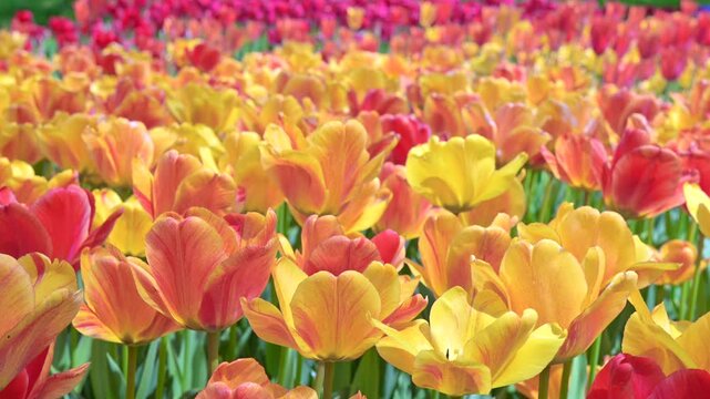 東京の公園に咲く色とりどりのチューリップ