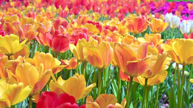 東京の公園に咲く色とりどりのチューリップ