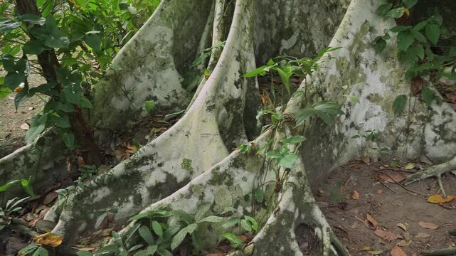 Slow pan video tropical tree roots. Thailand.