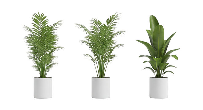 Three potted tropical plants isolated on white background with plant pots