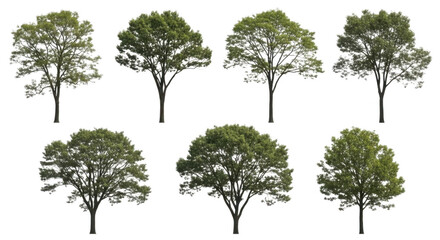 Obraz premium Set of green leafy trees isolated on white background with tree collection