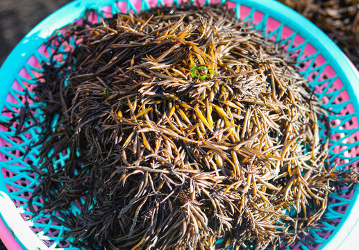 A fresh mound of sea herb (Tot or Sargassum fusiforme), a nutrient-dense brown seaweed.