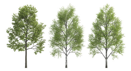 Fototapeta premium Three deciduous trees isolated on white background with green trees