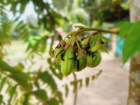 Fresh bilimbi fruits and red flowers growing on a tree branch with green garden in the background.