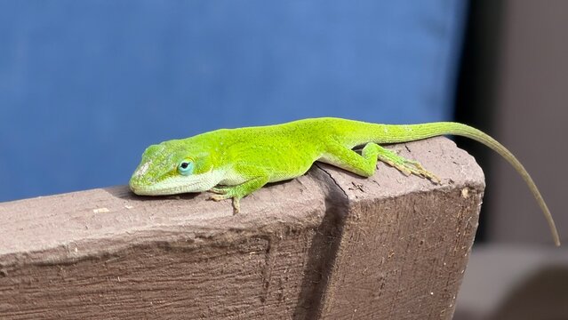 green lizard on a branch