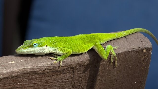 green lizard on a branch