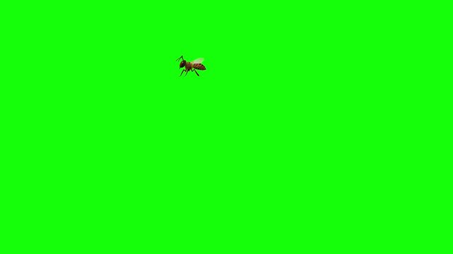 Dynamic close-up footage of honey bee flying with transparent wings in natural habitat on vibrant green screen background.