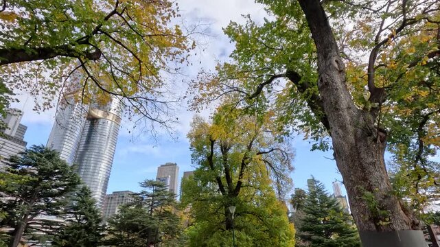 View from below trees showing changing autumn leaves with modern buildings in background.