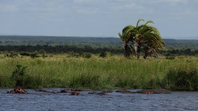 Hippopotamus pod resting in shallow river water, only eyes and backs visible above surface, calm behavior, ripples and reflections, warm African light, cinematic wildlife scene, peaceful mood, high